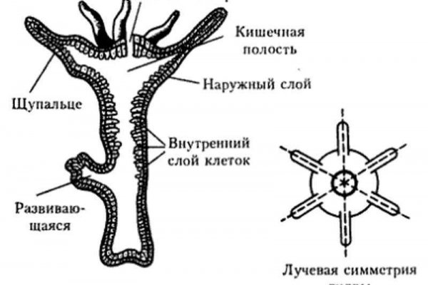 Ссылка на магазин кракен