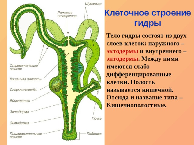 Кракен 16 вход